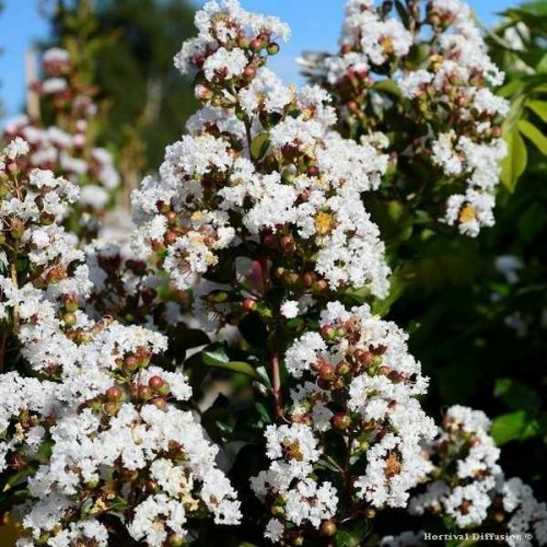 LILAS DES INDES Indica Blanc - Arbustes d'ornements