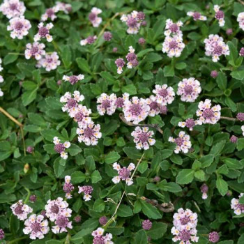 LIPPIA Nodiflora