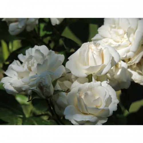 ROSIER Polyantha Carte Blanche ®