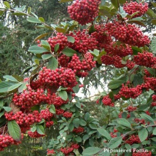 COTONEASTER Laiteux