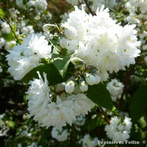 DEUTZIA Magnifique