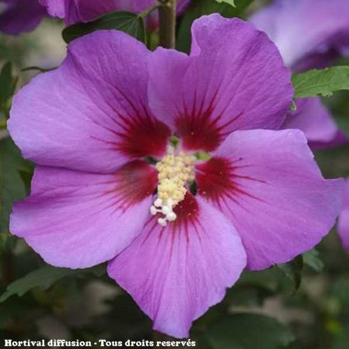 HIBISCUS Syriacus Russian Violet