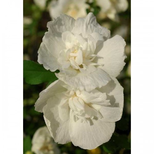 HIBISCUS Syriacus White Chiffon - Arbustes d'ornements