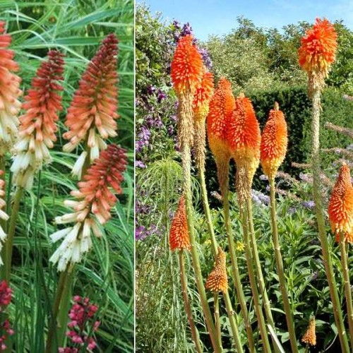 KNIPHOFIA