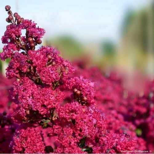 LILAS DES INDES Indica Rouge