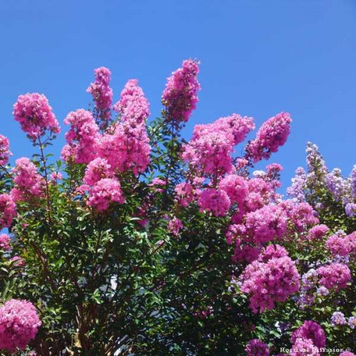 LILAS DES INDES Indica Rose