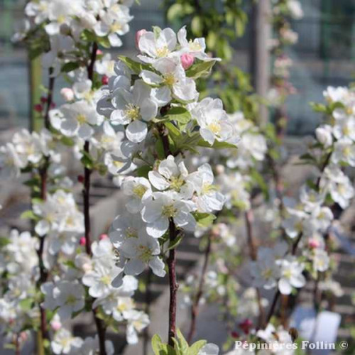 POMMIER à fleurs Evereste