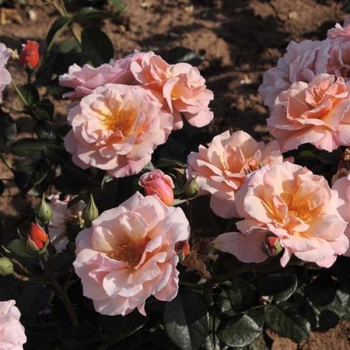 ROSIER Polyantha Martin des Senteurs ®