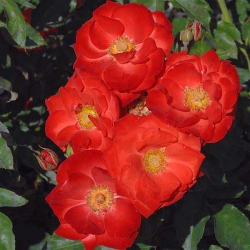 ROSIER Polyantha Orange Sensation