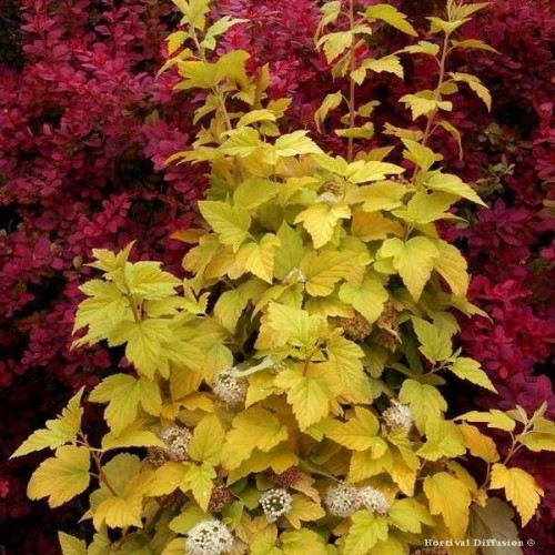 PHYSOCARPUS Angel Gold