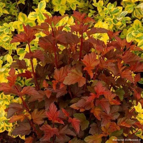 PHYSOCARPUS Diable d'Or