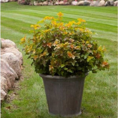 PHYSOCARPUS Amber Jubilée ®