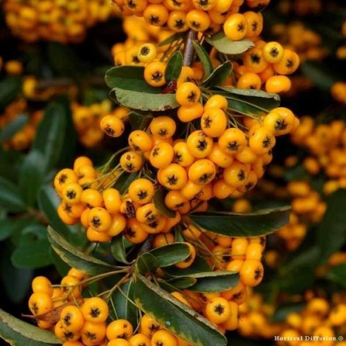 PYRACANTHA Saphyr Jaune