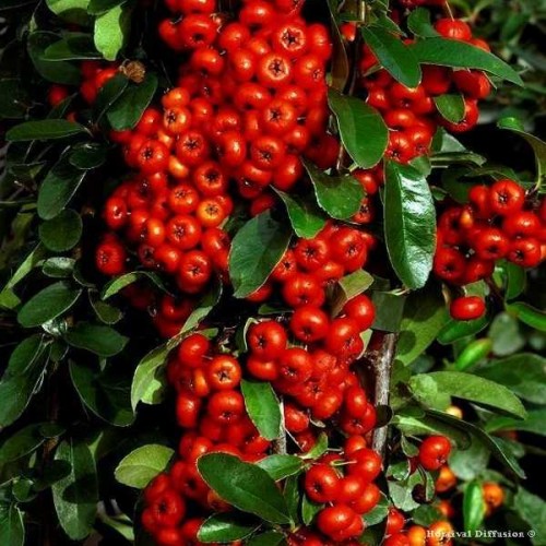 PYRACANTHA Saphyr Rouge