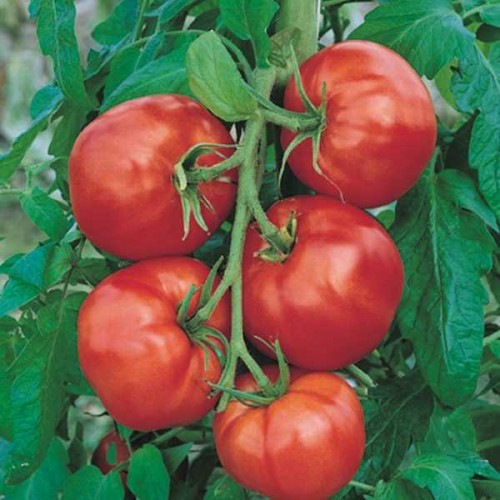 TOMATES Saint Pierre