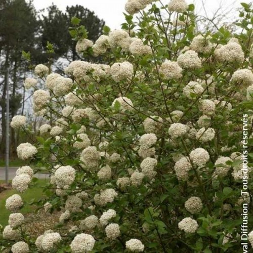 VIORNE Hybride à grosses fleurs