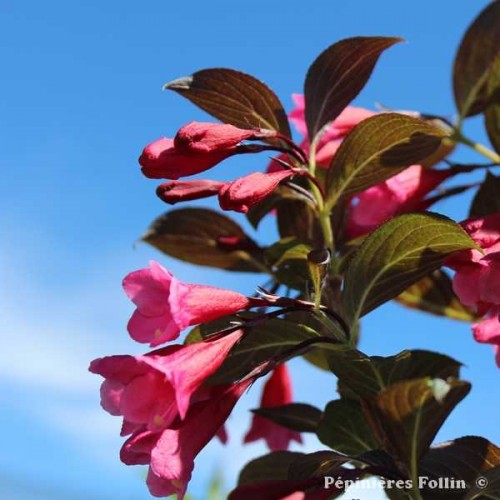 WEIGELIA Alexandra