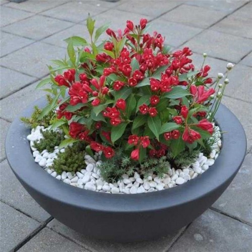 WEIGELIA Compact Rouge ®