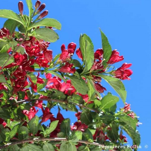 WEIGELIA Nain Rouge